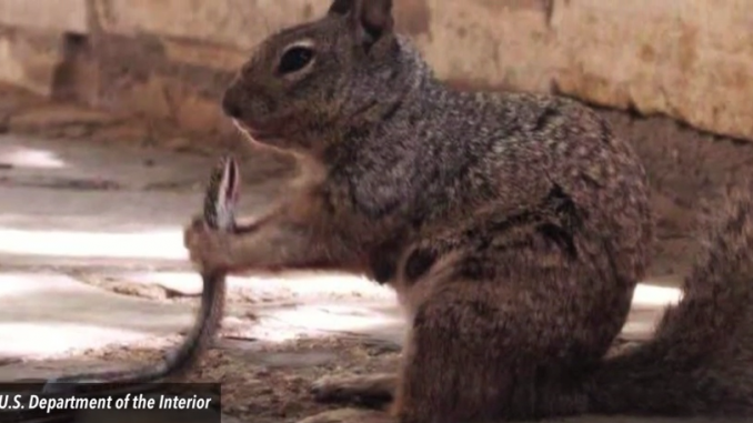 squirrel eating a snake