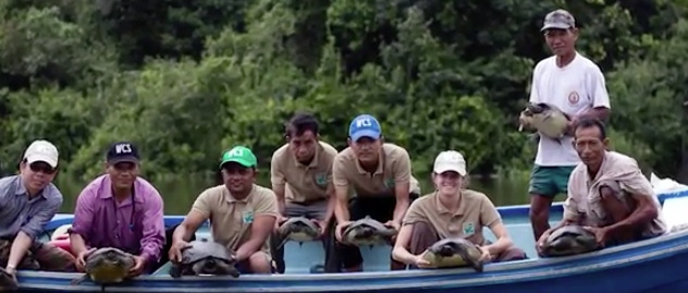 species - royal turtle