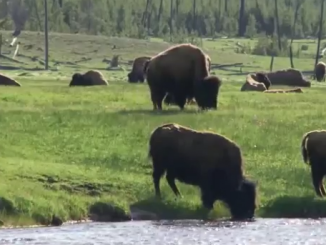 Yellowstone