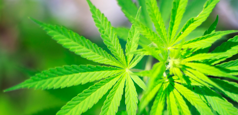 Marijuana intoxication