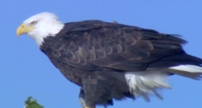 bald eagle