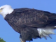 bald eagle