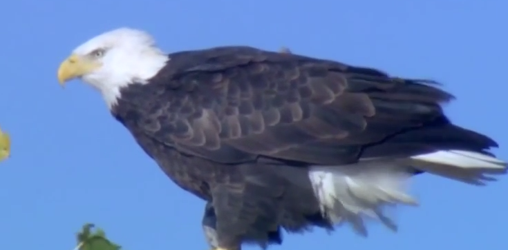 bald eagle