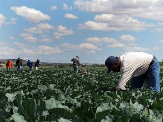 California Farmers