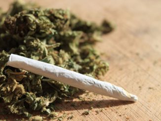 cannabis