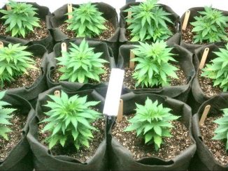 cannabis