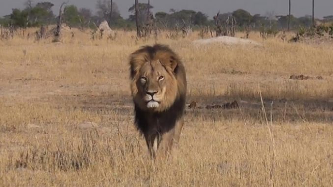 cecil the lion