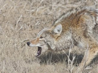 coyote attacks