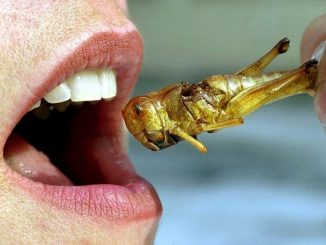 insects & bugs used as food