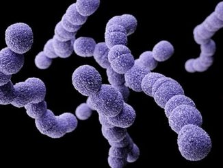 bacteria