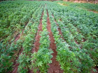 hemp
