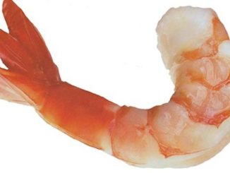 foam made from shrimp cells