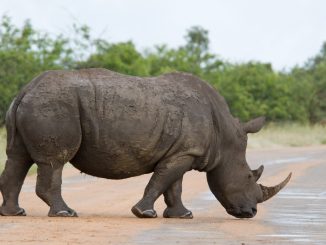 rhinos
