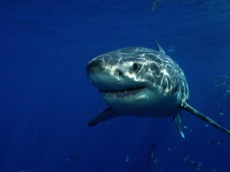 Great White Shark