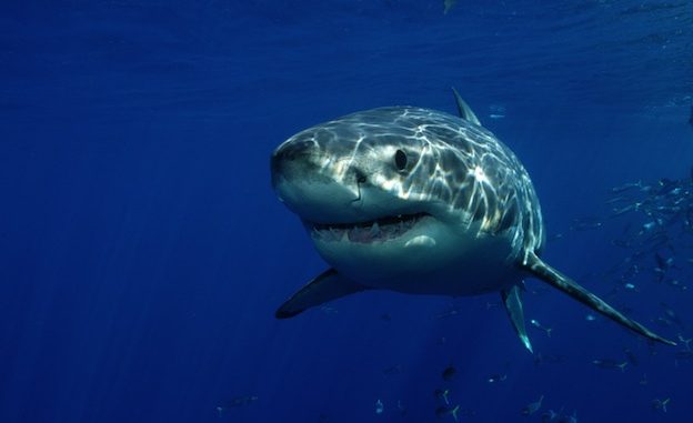 Great White Shark