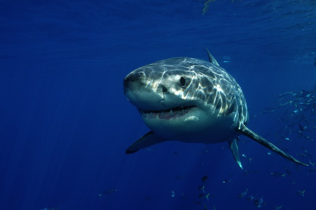 Great White Shark