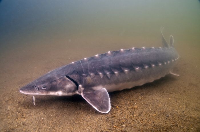 sturgeon