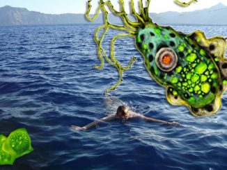 amoeba