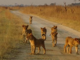 Cecil the lion