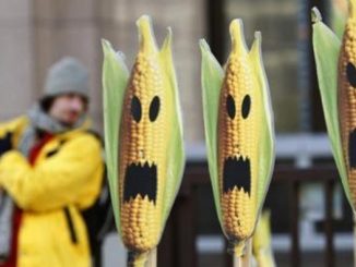 GMO crops