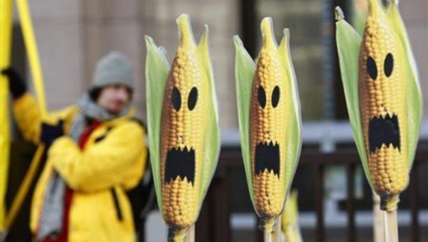 GMO crops