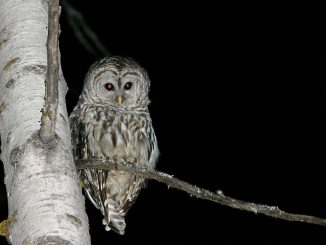 owl