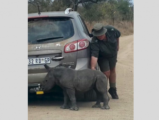 rhino