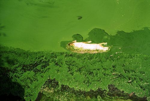 Toxic Algae Bloom