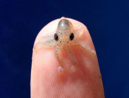 Are octopuses aliens from outer space?