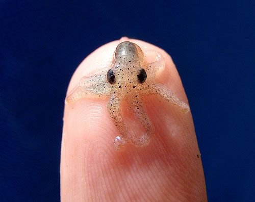 Are octopuses aliens from outer space?