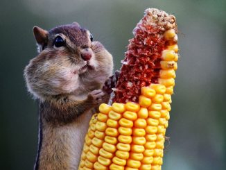 Animals suffer by eating GM food, study finds