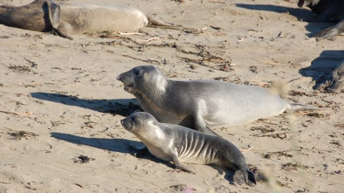 baby seals