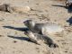 baby seals