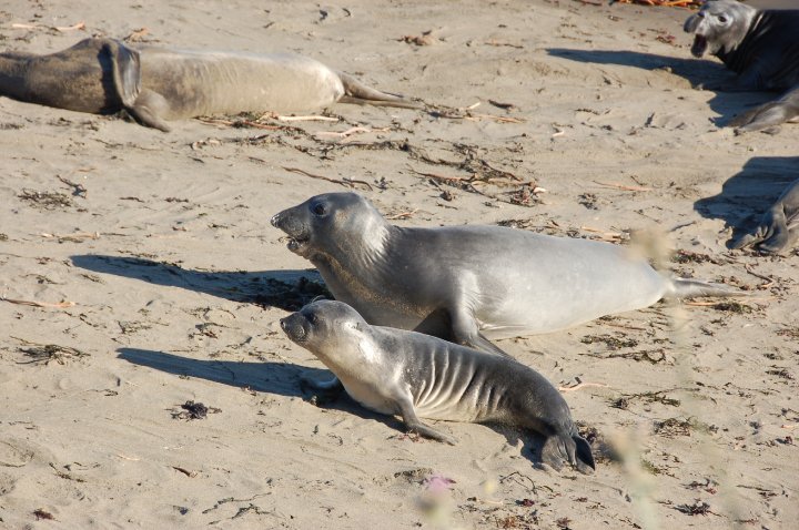 baby seals