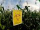 genetically modified crops