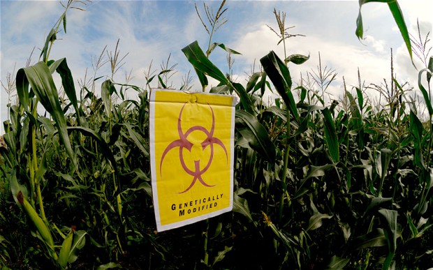genetically modified crops