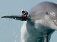 Israeli's spy dolphin captured by Hamas