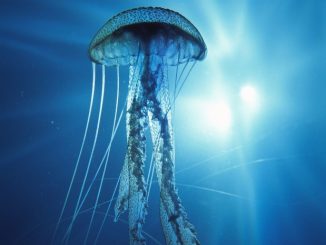 jellyfish