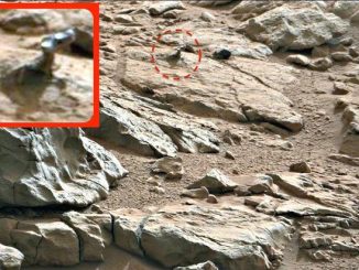 Is this a space lizard captured on the planet Mars?