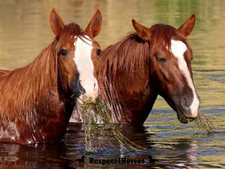 wild horses