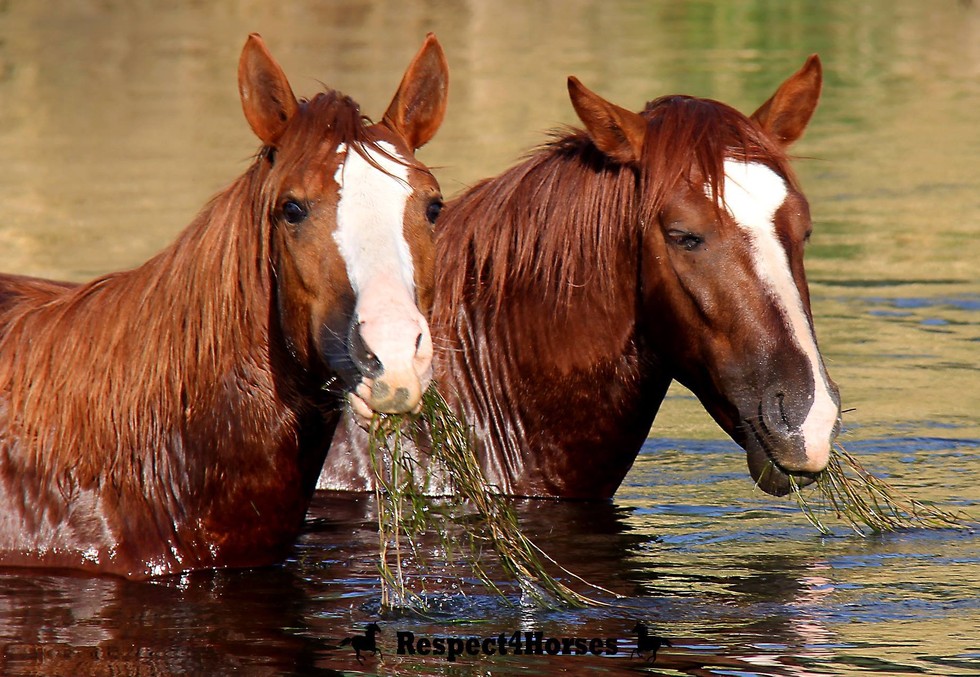 wild horses