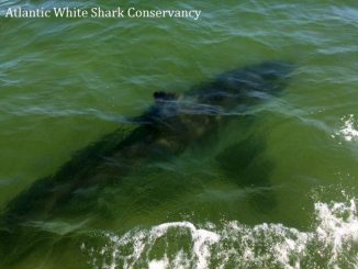 great white shark