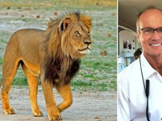 cecil the lion