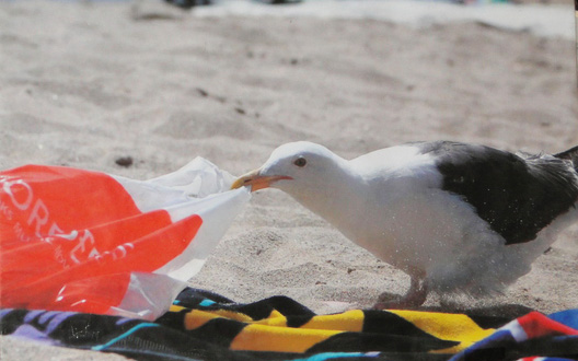 seabirds