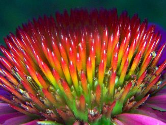 natural antibiotics