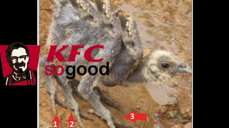 KFC Spider chickens