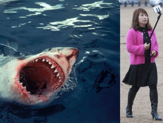 shark attack