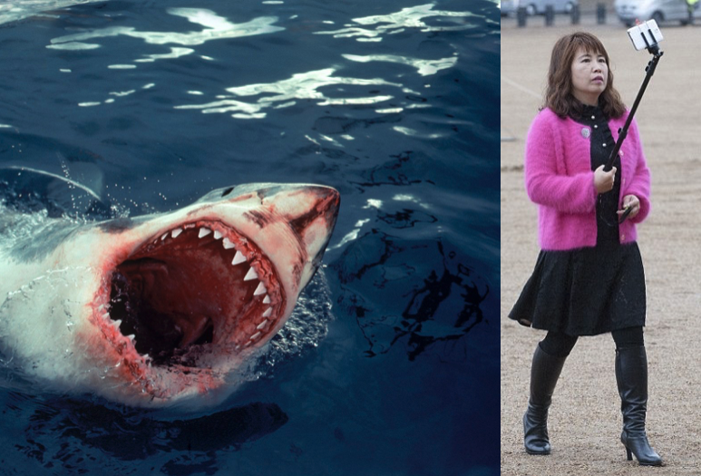 shark attack