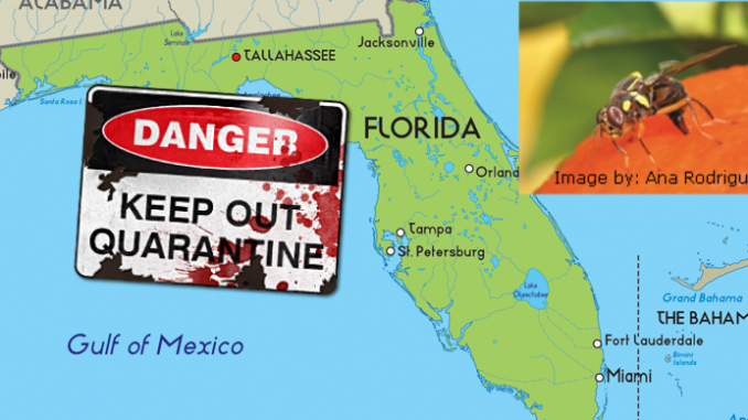 Florida - fruit fly invasion - oriental fruit fly - quarantine