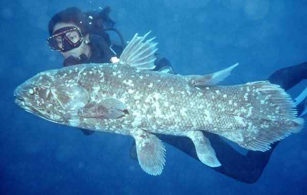 fish - coelacanth